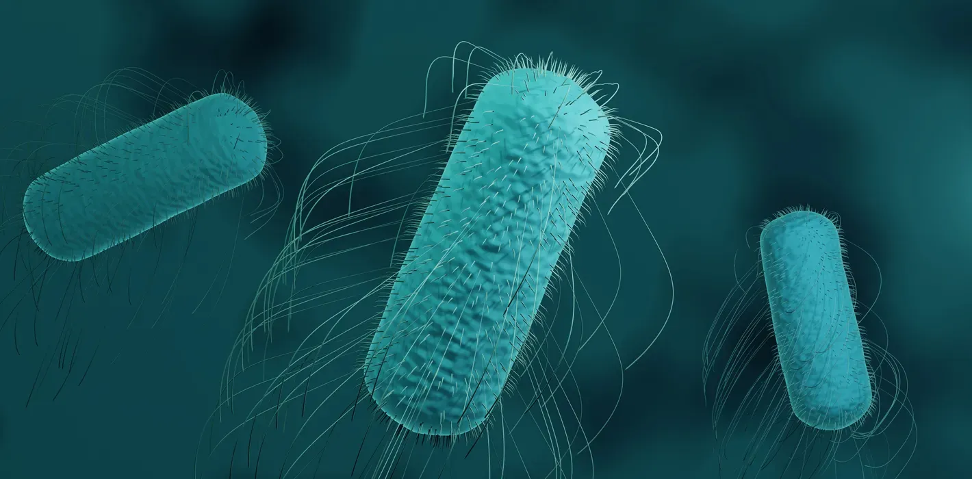 Typhoid Banner